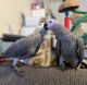 African Grey Parrot Birds for sale in Richmond, Virginia. price: $450