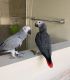 African Grey Parrot Birds for sale in Washington DC, Washington. price: $500