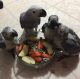 African Grey Parrot Birds for sale in Boston, Massachusetts. price: $500