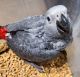 African Grey Parrot Birds for sale in Tallahassee, Florida. price: $500