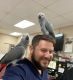 African Grey Parrot Birds for sale in Hartford, Connecticut. price: $700