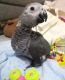 African Grey Parrot Birds for sale in Dover, Delaware. price: $550