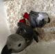 African Grey Parrot Birds for sale in Juneau, Alaska. price: $500