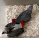 African Grey Parrot Birds for sale in Cheyenne, Wyoming. price: $500