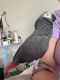 African Grey Parrot Birds for sale in Falls City, Oregon. price: $2,000