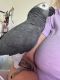 African Grey Parrot Birds