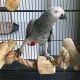 African Grey Parrot Birds for sale in Indianapolis, Indiana. price: $587