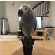 African Grey Parrot Birds for sale in Babson Park, Florida. price: NA