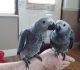 African Grey Parrot Birds for sale in Allensworth, California. price: $460