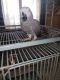 African Grey Parrot Birds for sale in Raleigh, North Carolina. price: $662