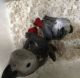 African Grey Parrot Birds for sale in Montgomery, Alabama. price: $550