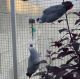 African Grey Parrot Birds for sale in Boise, Idaho. price: $700
