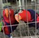 African Grey Parrot Birds for sale in Baltimore, Alaska. price: NA