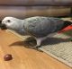 African Grey Parrot Birds for sale in Providence, Rhode Island. price: NA