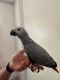 African Grey Parrot Birds for sale in Bakersfield, California. price: $500