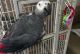 African Grey Parrot Birds for sale in Los Angeles, California. price: $500