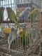 African Grey Parrot Birds for sale in Homestead, Florida. price: $60