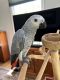African Grey Parrot Birds for sale in Cypress, California. price: $1,000