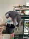 African Grey Parrot Birds for sale in Dallas, Texas. price: $1,500