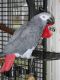 African Grey Parrot Birds for sale in Dallas, Texas. price: $2,000