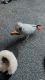 African Grey Parrot Birds for sale in Dallas, Texas. price: $2,500