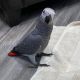 African Grey Parrot Birds for sale in Puyallup, Washington. price: NA