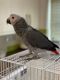 African Grey Parrot Birds for sale in Auburn, Alabama. price: $400