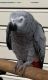 African Grey Parrot Birds for sale in Athens, Kentucky. price: $500