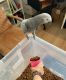 African Grey Parrot Birds for sale in San Antonio, Texas. price: $700