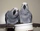 African Grey Parrot Birds for sale in South Lake Tahoe, CA 96150, USA. price: NA
