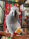 African Grey Parrot Birds for sale in Cleveland Heights, Ohio. price: $2,000