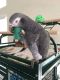 African Grey Parrot Birds for sale in Dallas, Texas. price: $3,000