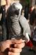 African Grey Parrot Birds for sale in Val-David, QC, Canada. price: NA