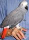 African Grey Parrot Birds for sale in Thompson, MB, Canada. price: $200