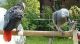 African Grey Parrot Birds for sale in New Haven, CT, USA. price: $100