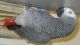 African Grey Parrot Birds for sale in Albuquerque, NM, USA. price: $400