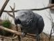 African Grey Parrot Birds for sale in New Haven, CT, USA. price: $400