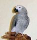 African Grey Parrot Birds for sale in Des Moines, IA, USA. price: NA