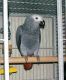 African Grey Parrot Birds for sale in Detroit, MI, USA. price: $400