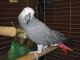 African Grey Parrot Birds for sale in Jackson, MS, USA. price: $400