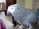 African Grey Parrot Birds for sale in Columbus, OH, USA. price: NA