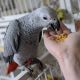 African Grey Parrot Birds for sale in Rancho San Diego, California. price: $1,000