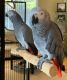African Grey Parrot Birds for sale in Anderson, South Carolina. price: $1,800