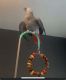 African Grey Parrot Birds for sale in Kamloops, British Columbia. price: NA
