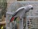 African Grey Parrot Birds for sale in Rochester, NY, USA. price: NA