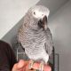 African Grey Parrot Birds for sale in Anderson, AK, USA. price: NA