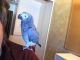 African Grey Parrot Birds for sale in Yarmouth, ME, USA. price: $400