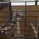 African Grey Parrot Birds for sale in Albuquerque, NM, USA. price: $350