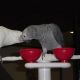 African Grey Parrot Birds for sale in Alexander, AR, USA. price: NA