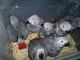 African Grey Parrot Birds for sale in Waterbury, CT, USA. price: NA